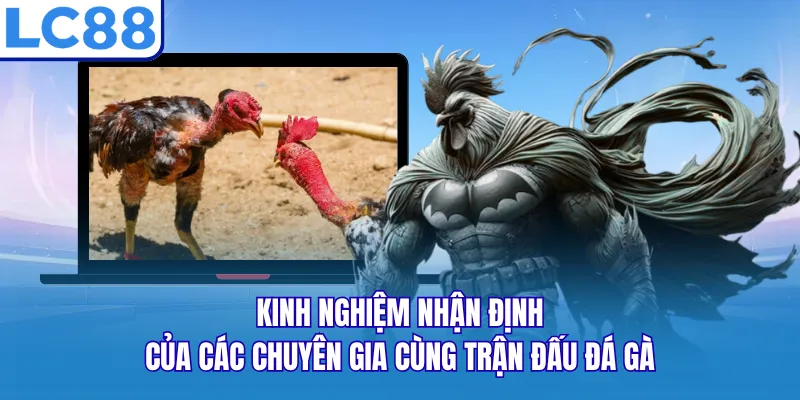 Kinh nghiệm nhận định của các chuyên gia cùng trận đấu đá gà